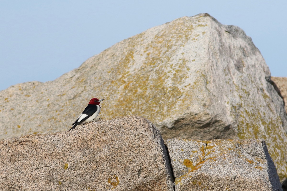 Red-headed Woodpecker - ML98381831