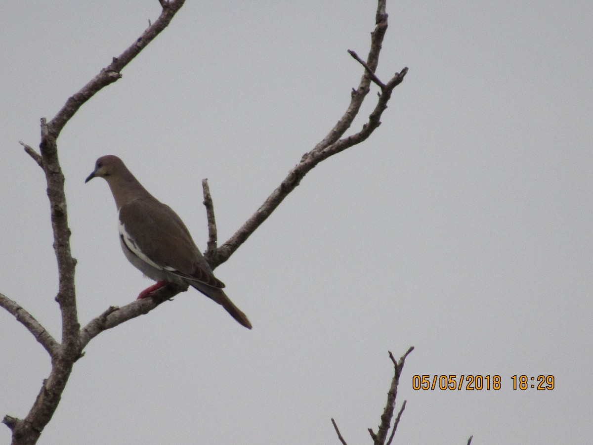 White-winged Dove - Vivian F. Moultrie