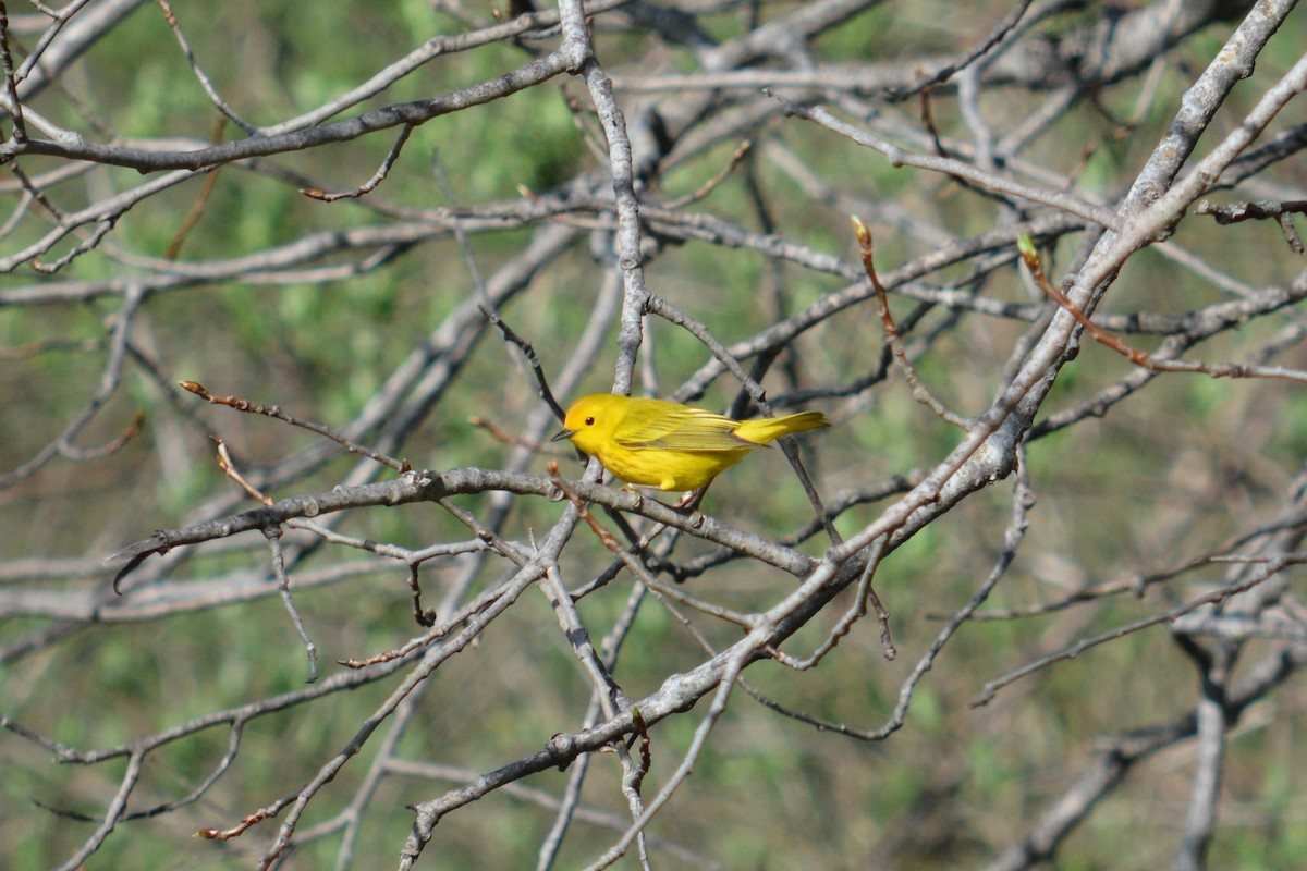 Yellow Warbler - Rich Hanlon