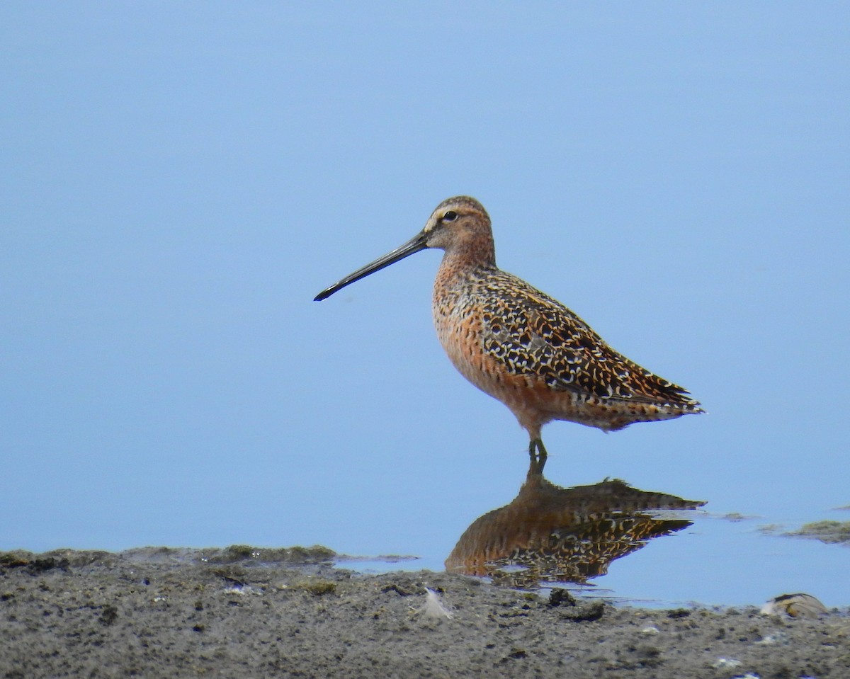 Long-billed Dowitcher - ML98385751