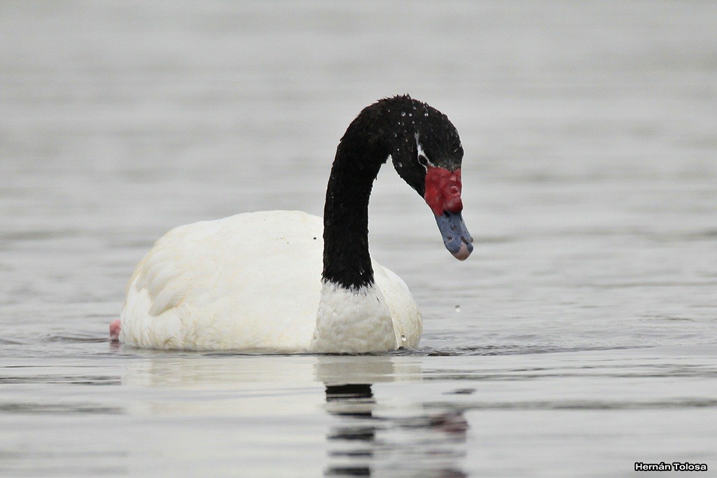 Black-necked Swan - Hernán Tolosa