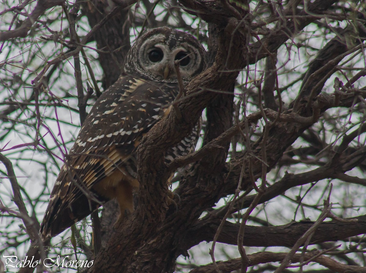 Chaco Owl - ML98388201