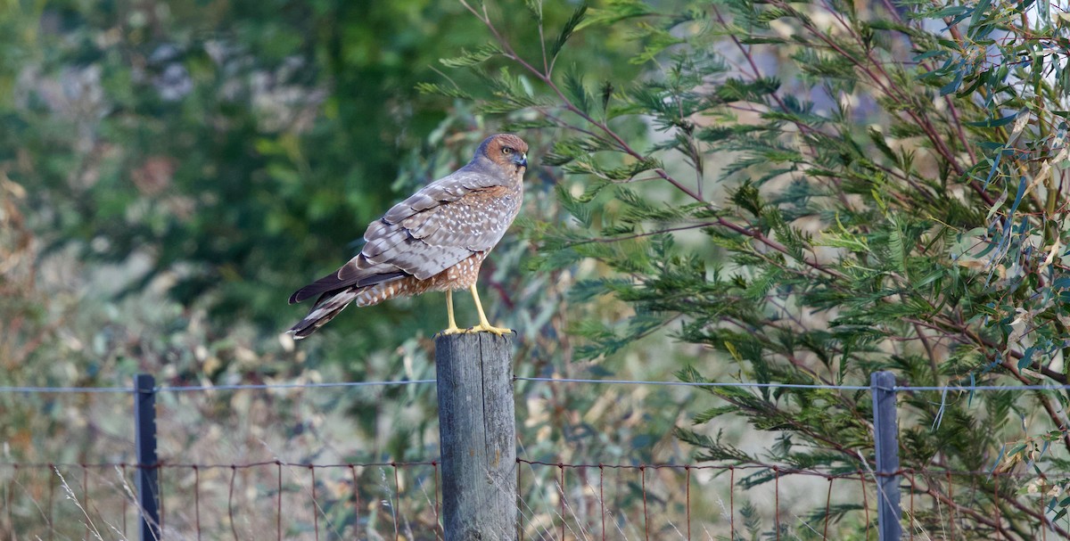 Spotted Harrier - ML98391261