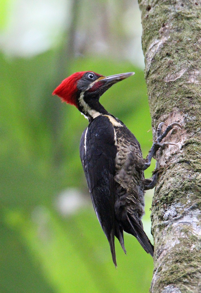 Lineated Woodpecker - Charlie Doggett