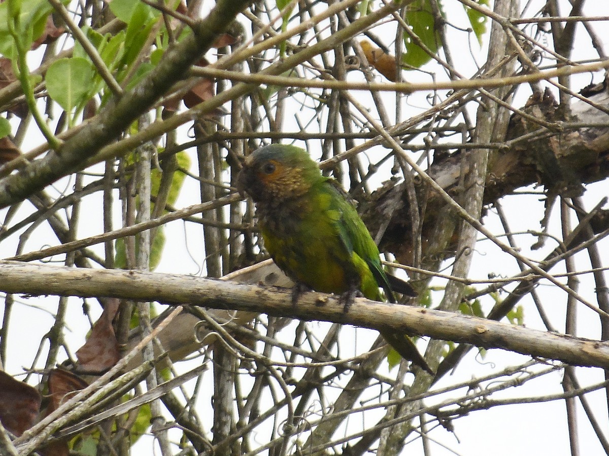 Brown-throated Parakeet - ML98392151