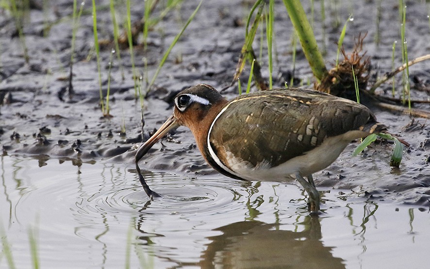 Greater Painted-Snipe - ML98392811
