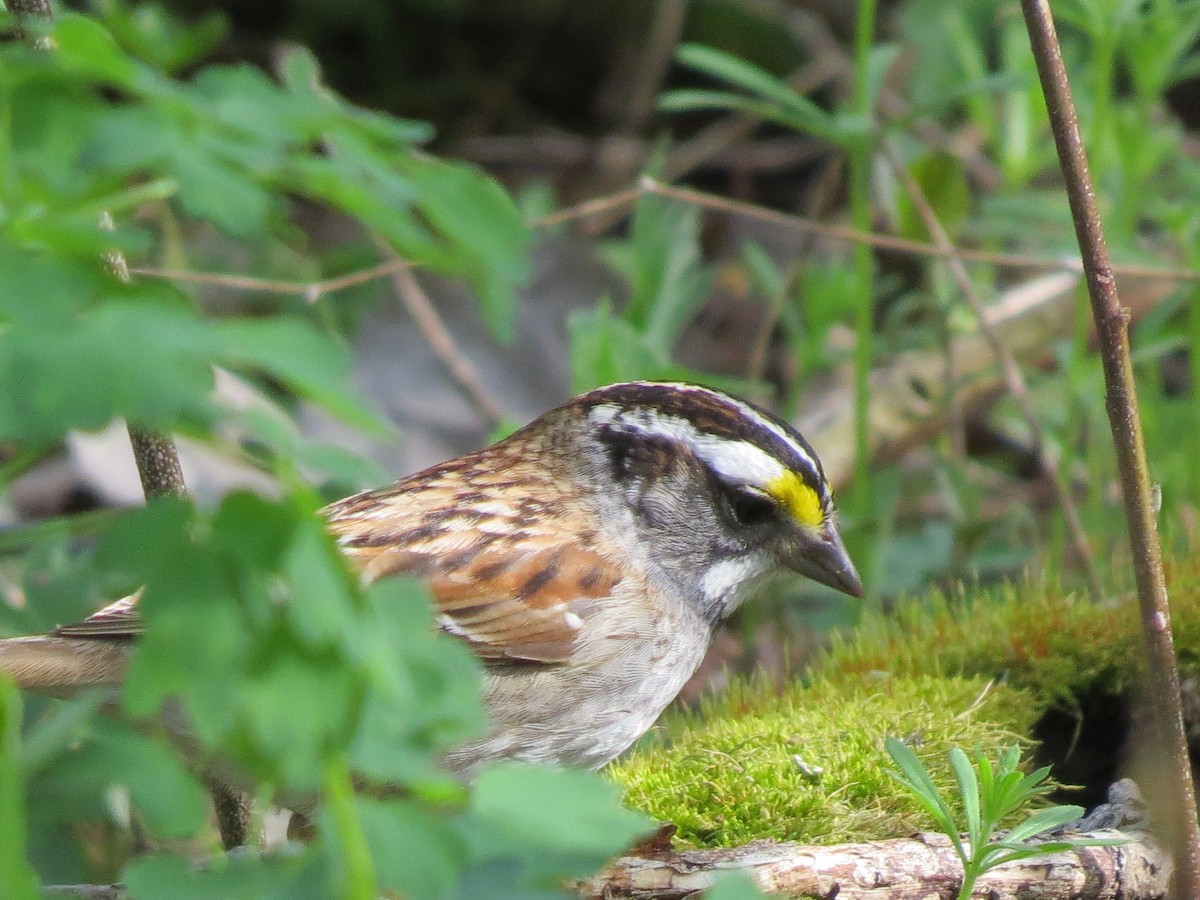 White-throated Sparrow - ML98393471