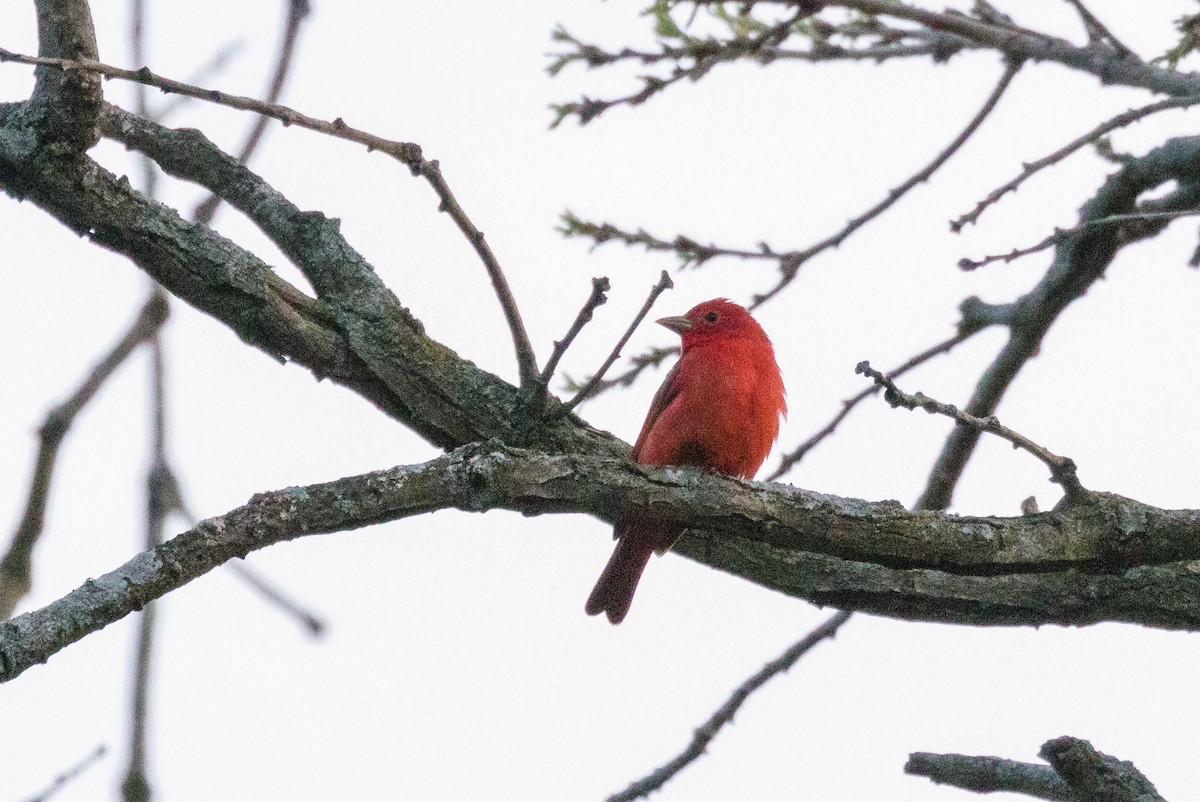 Summer Tanager - Kenny Younger