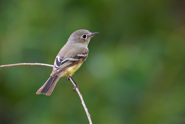 Gray Flycatcher