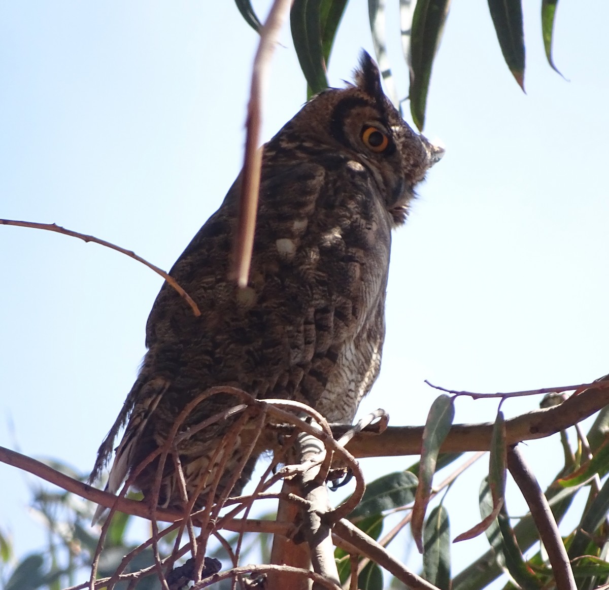 Lesser Horned Owl - Charly Moreno Taucare