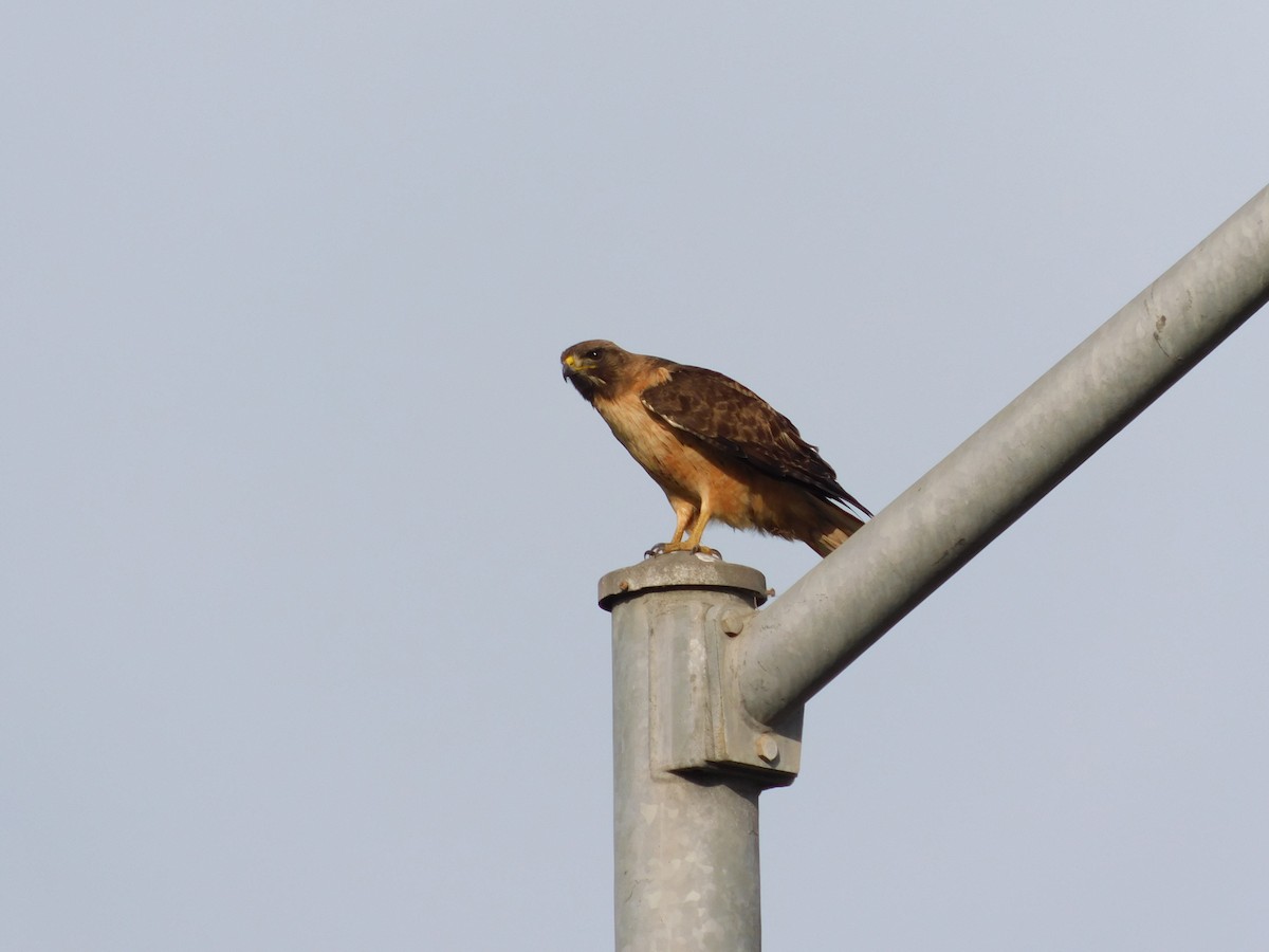 Red-tailed Hawk - Daneck  Villatoro