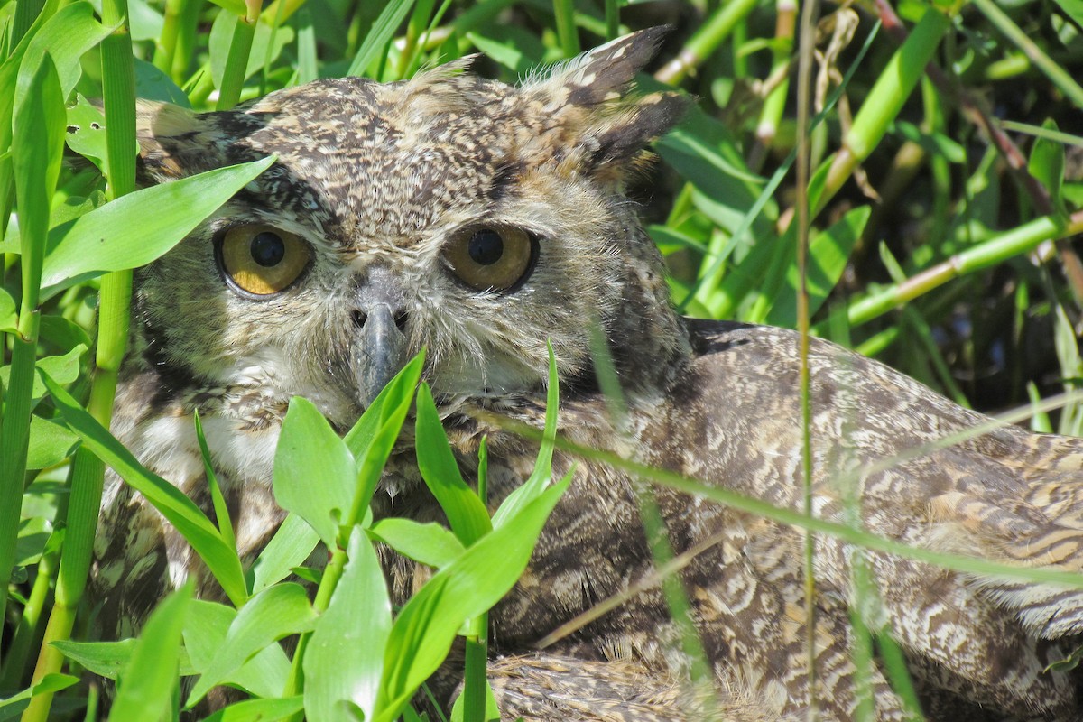 Great Horned Owl - Hugo Hulsberg