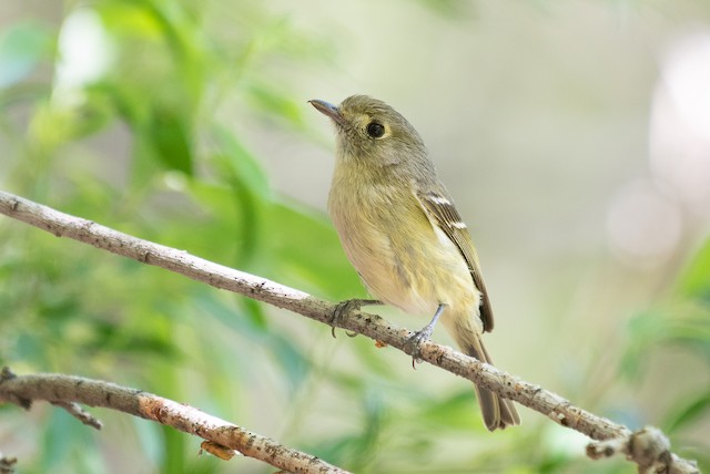 Hutton's Vireo