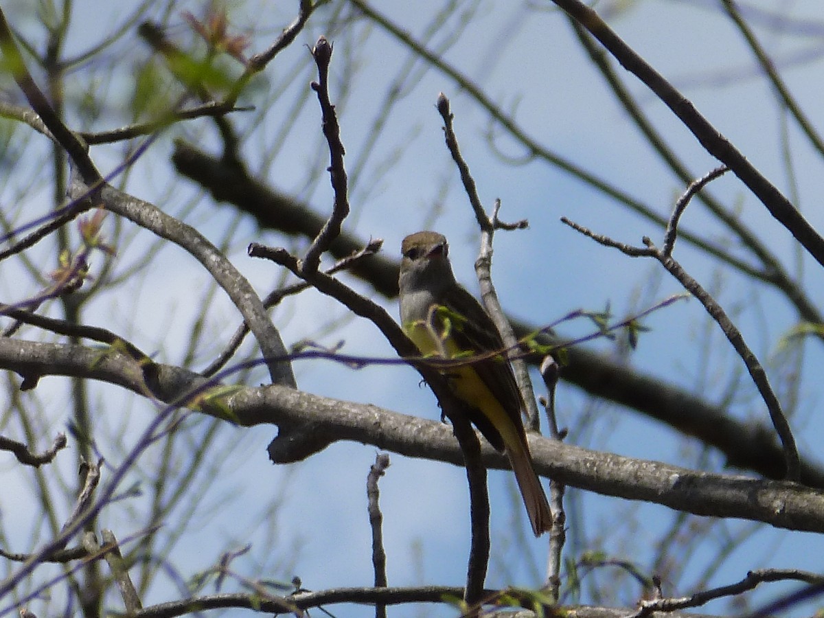 Great Crested Flycatcher - R Green