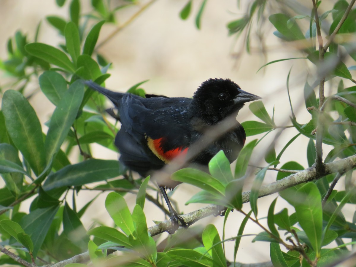 Red-winged Blackbird - Mia Keriazes