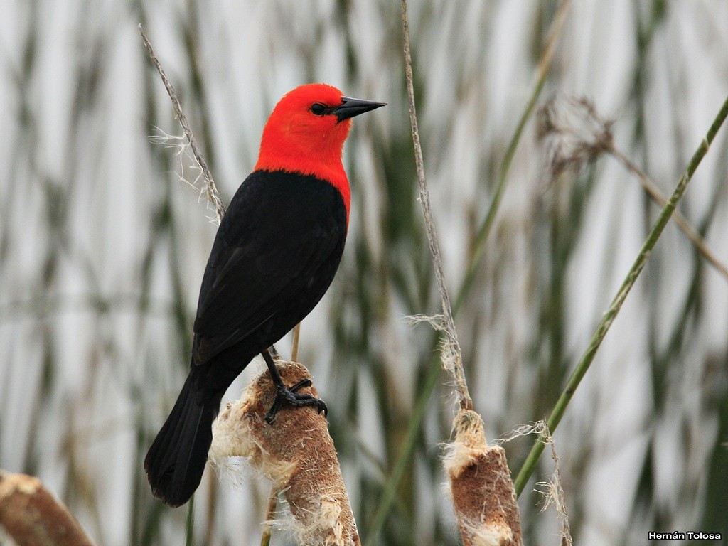 Scarlet-headed Blackbird - Hernán Tolosa