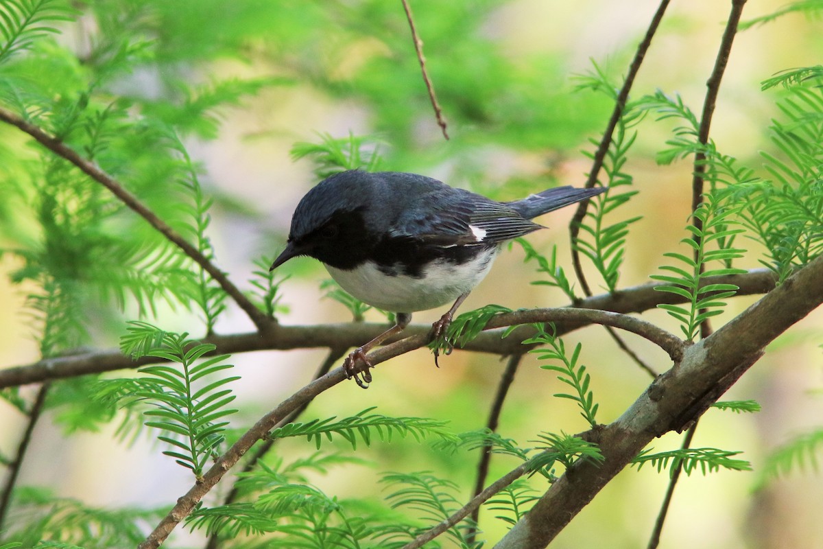 Black-throated Blue Warbler - Tammy Conklin