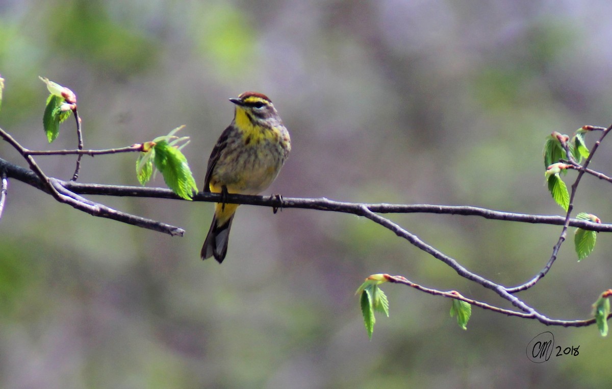 Palm Warbler - Casey Meanney