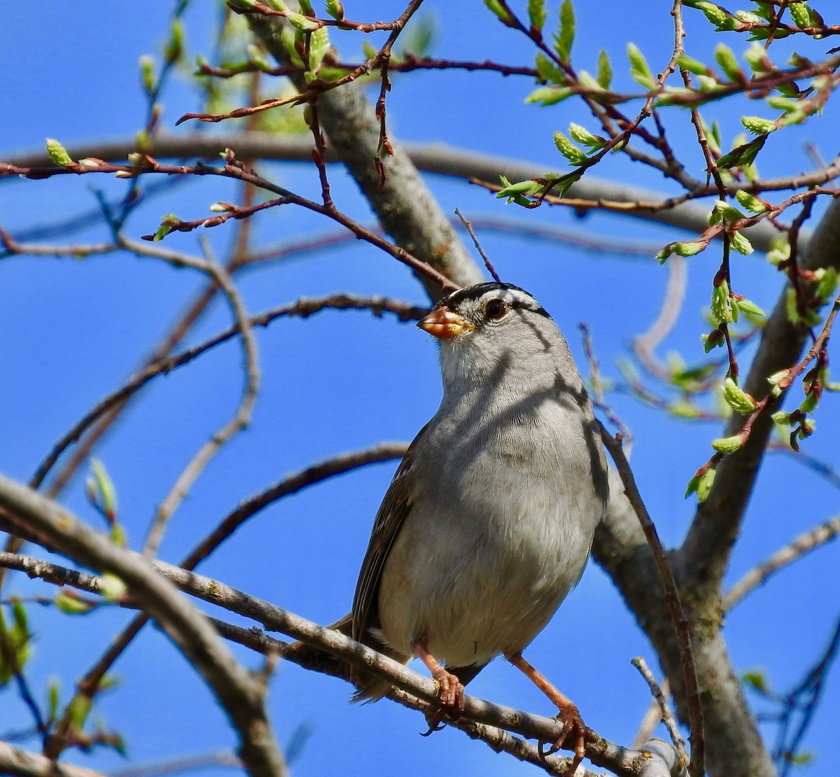 White-crowned Sparrow - Bob Livsey