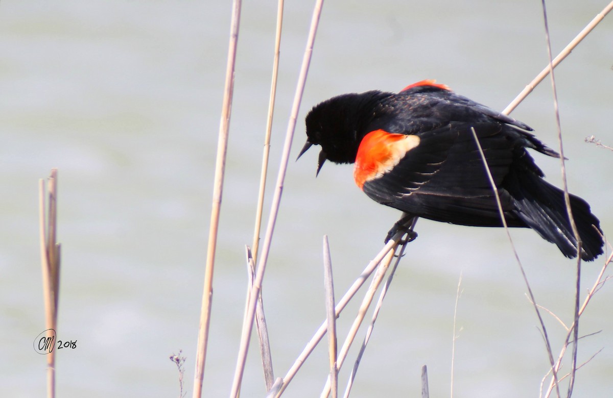 Red-winged Blackbird - Casey Meanney
