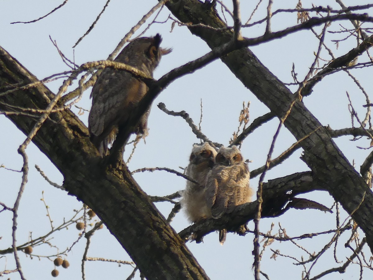 Great Horned Owl - ML98401461