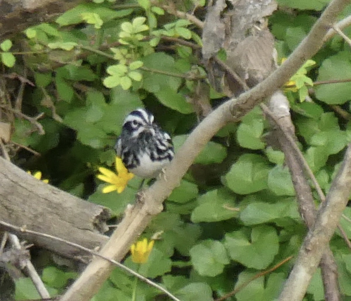 Black-and-white Warbler - ML98402101