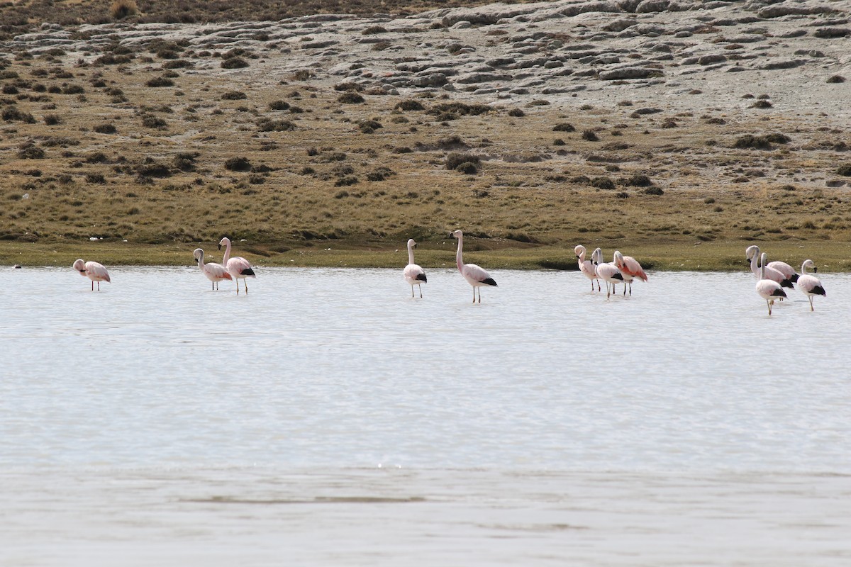 Andean Flamingo - OEFA Organismo de Evaluación y Fiscalización Ambiental