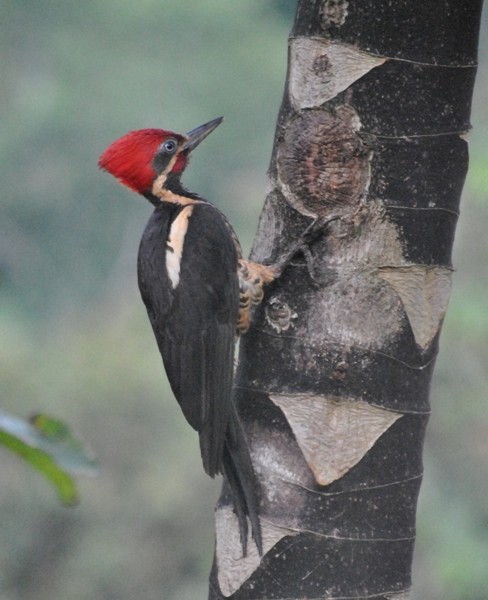 Lineated Woodpecker - Carlos Navea