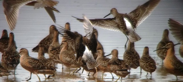 Long-billed Dowitcher - ML98409141