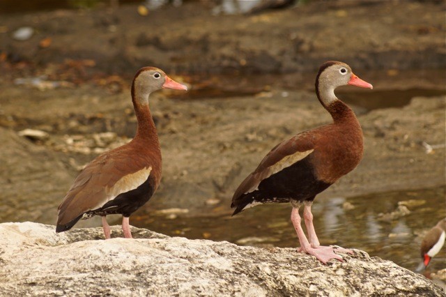 Black-bellied Whistling-Duck - Lillian Russell