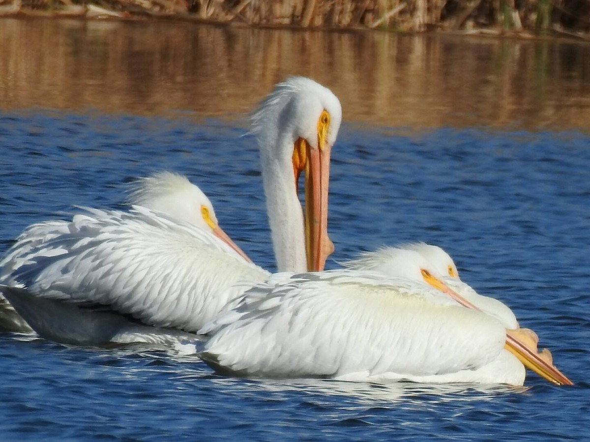 American White Pelican - Kelly Wright