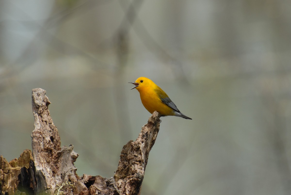 Prothonotary Warbler - ML98413571