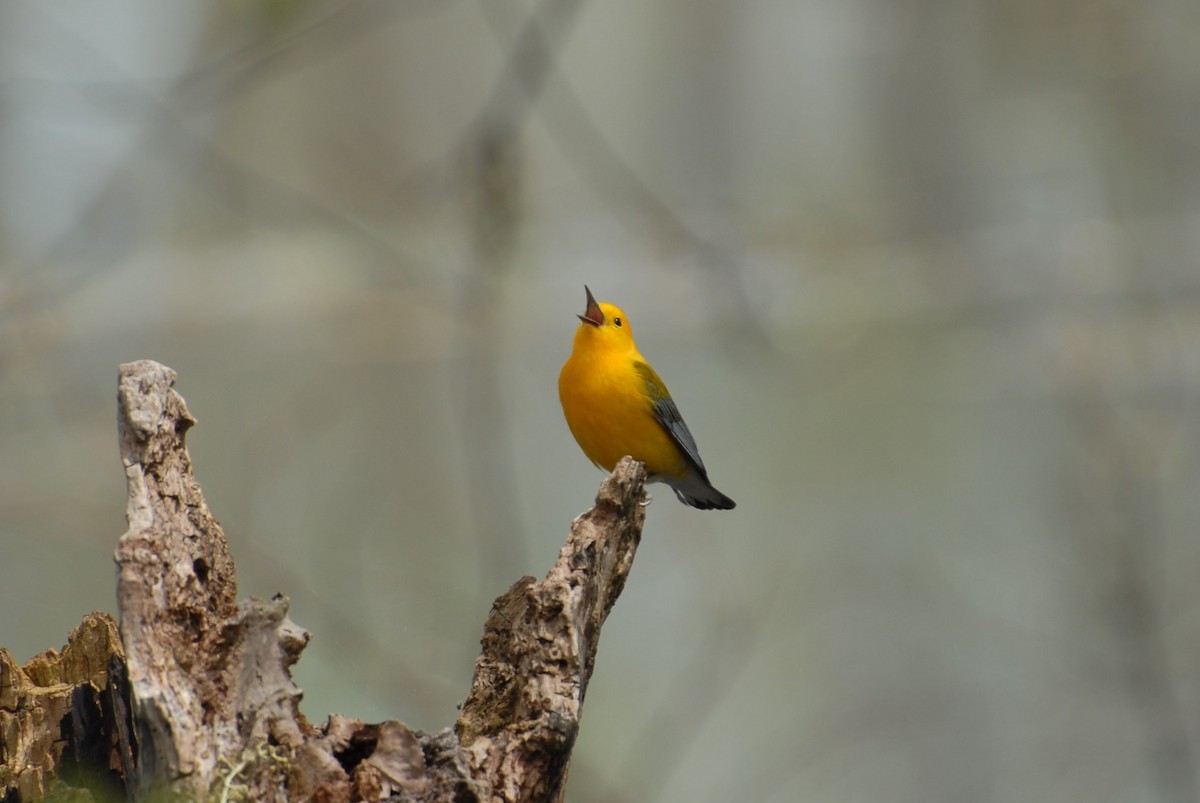 Prothonotary Warbler - Dawn Zuengler