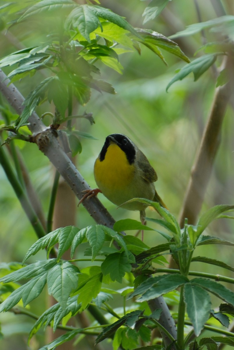 Common Yellowthroat - Dawn Zuengler