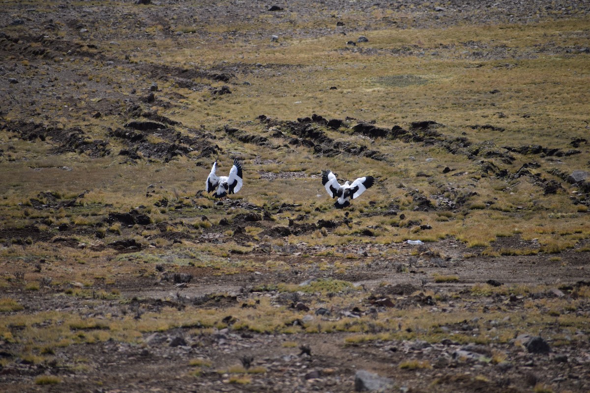 Andean Goose - ML98414081