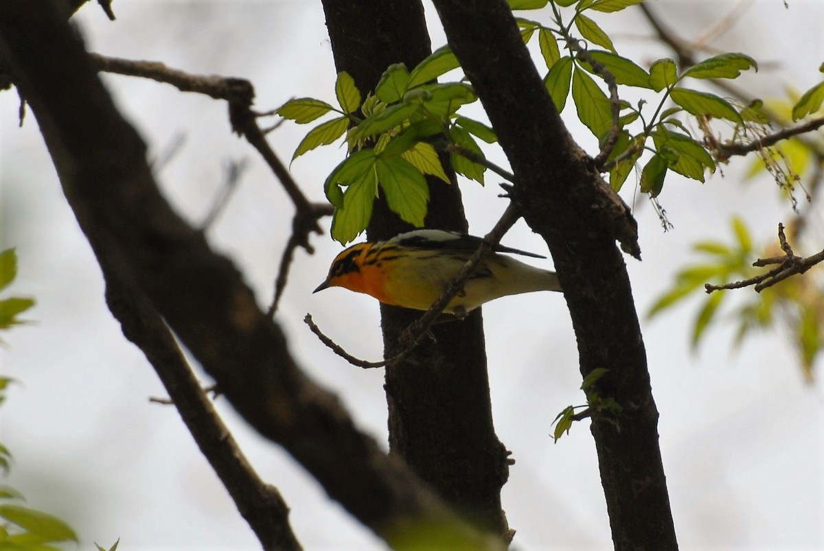 Blackburnian Warbler - Dawn Zuengler