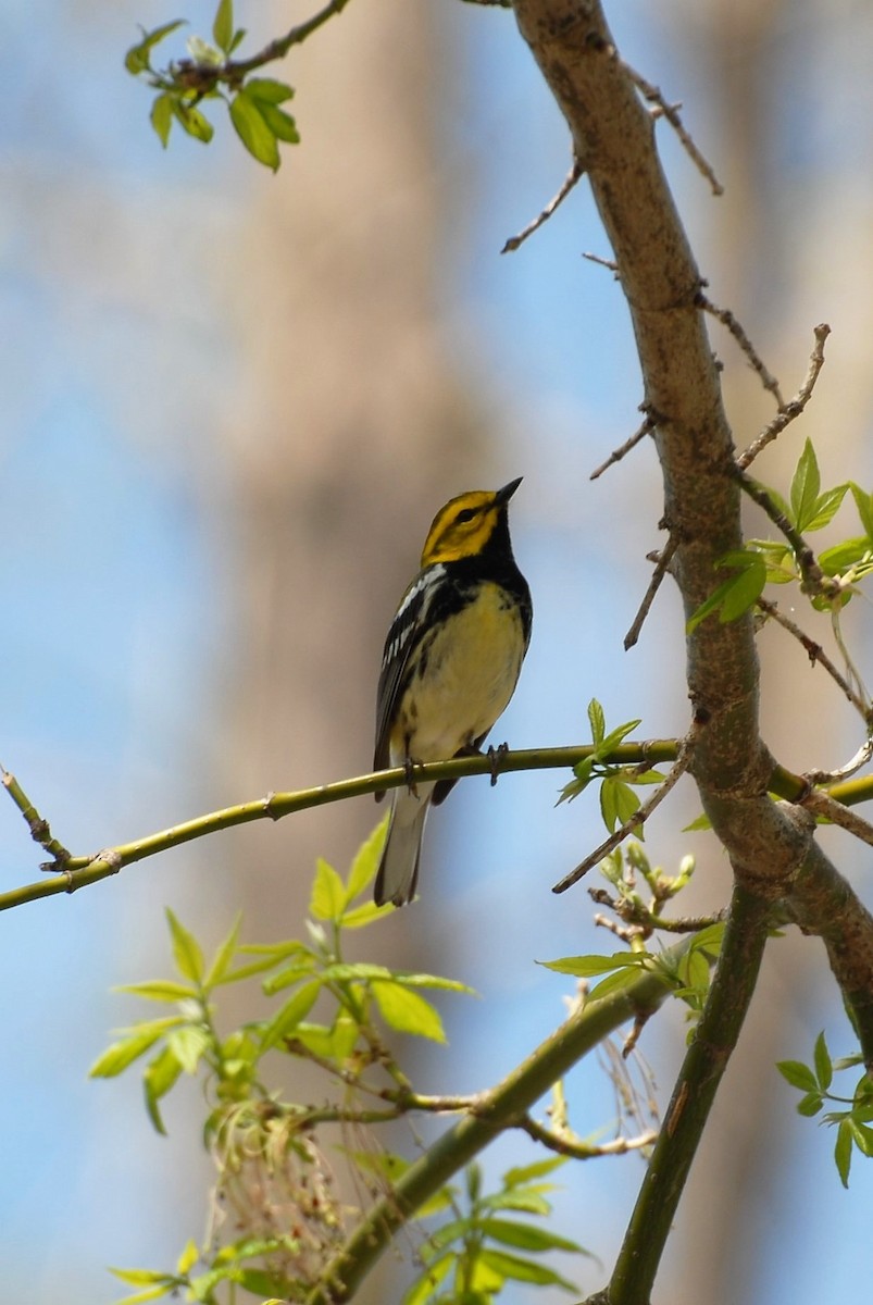 Black-throated Green Warbler - Dawn Zuengler