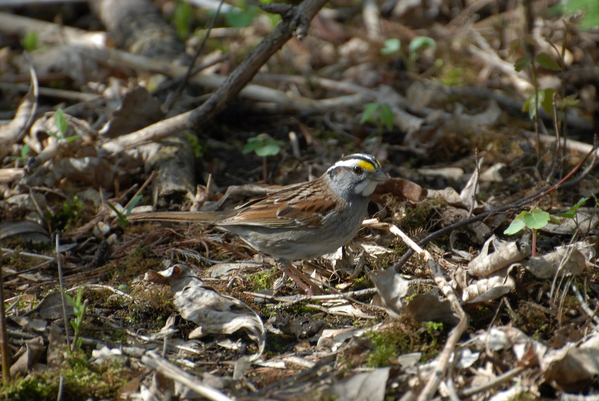 White-throated Sparrow - ML98414921
