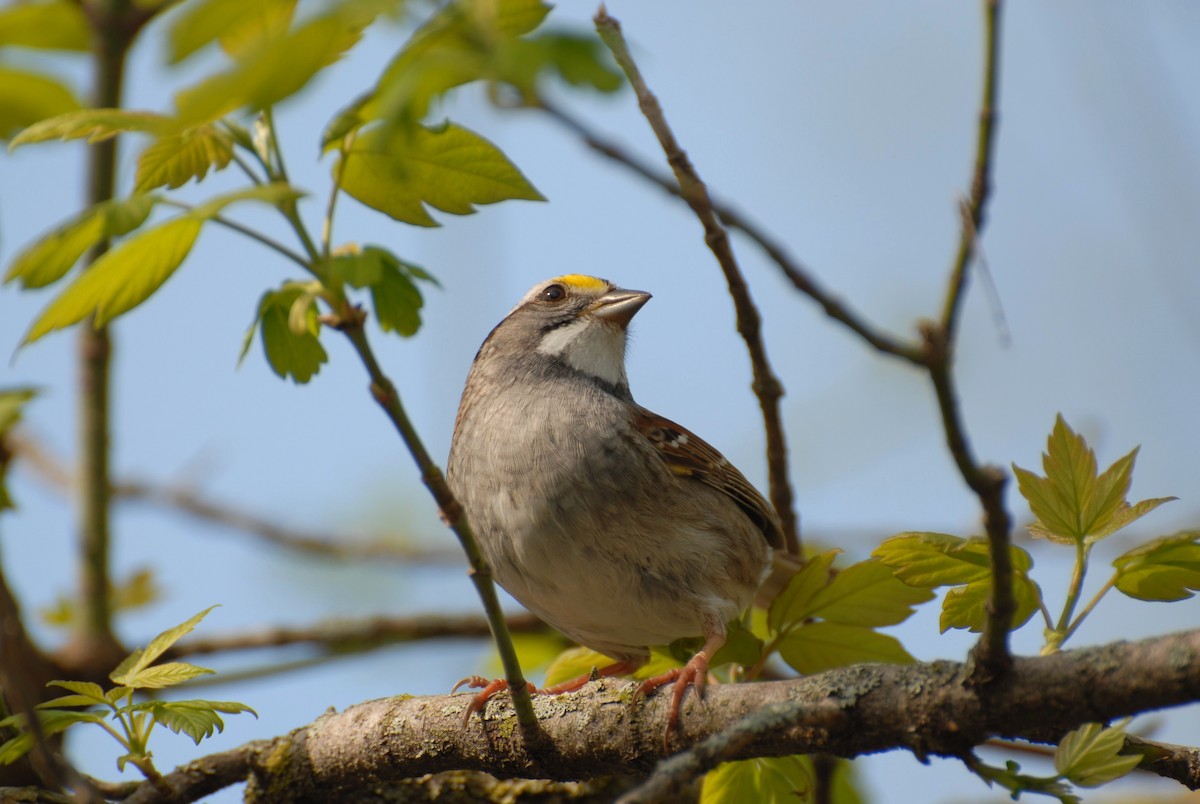 White-throated Sparrow - ML98414971