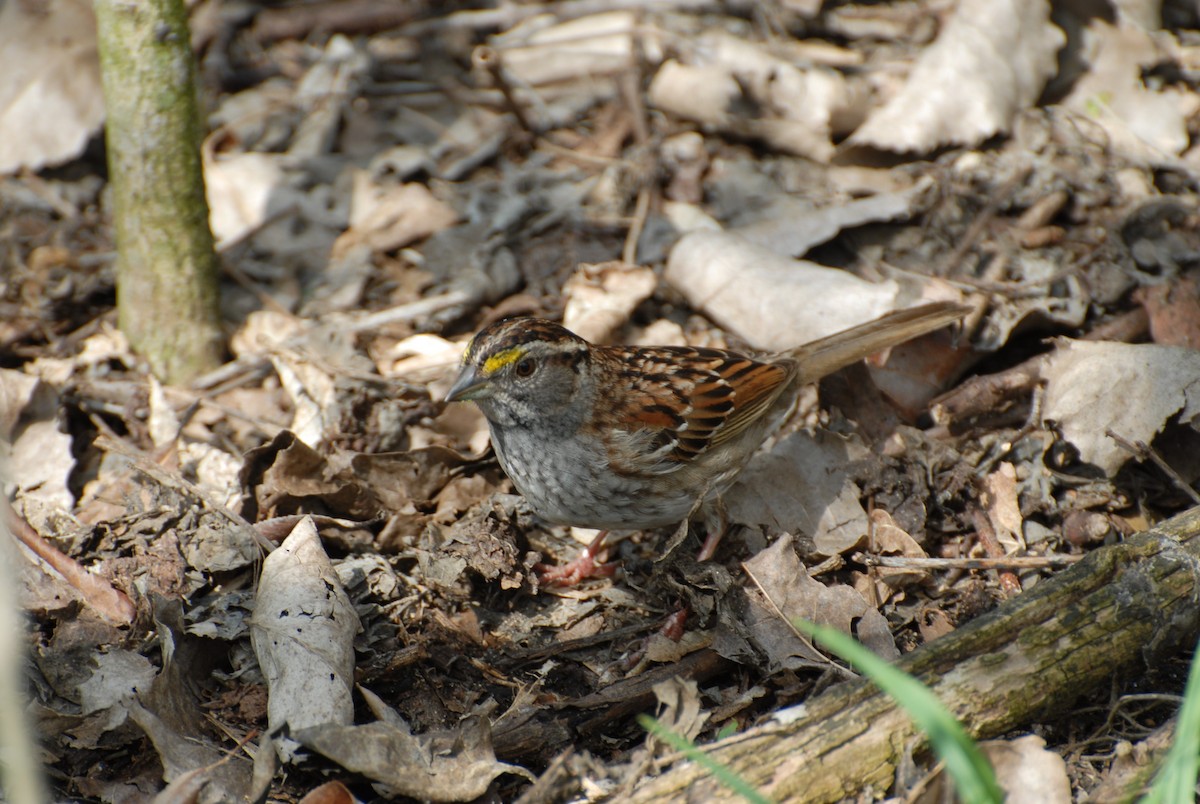 White-throated Sparrow - ML98415011