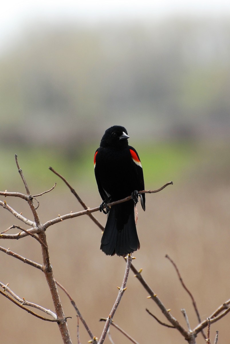 Red-winged Blackbird - Dawn Zuengler