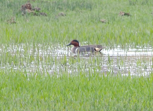 Green-winged Teal - ML98415501