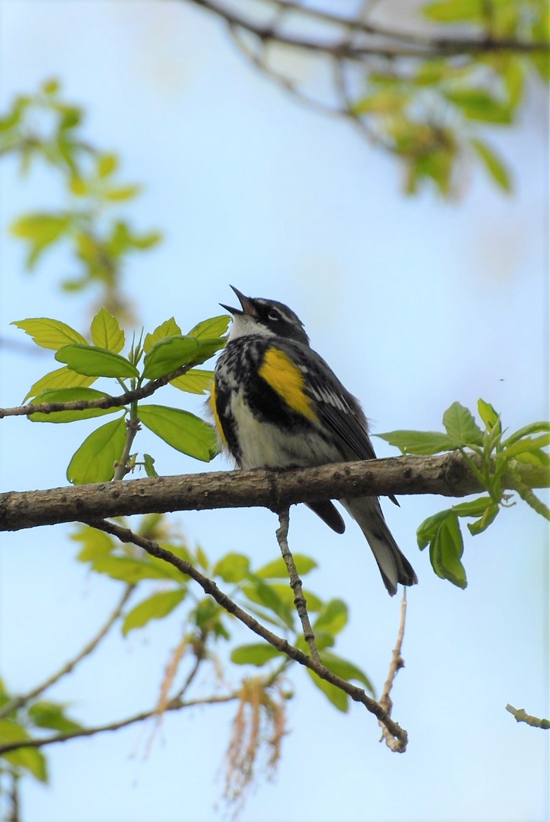 Yellow-rumped Warbler (Myrtle) - ML98415801