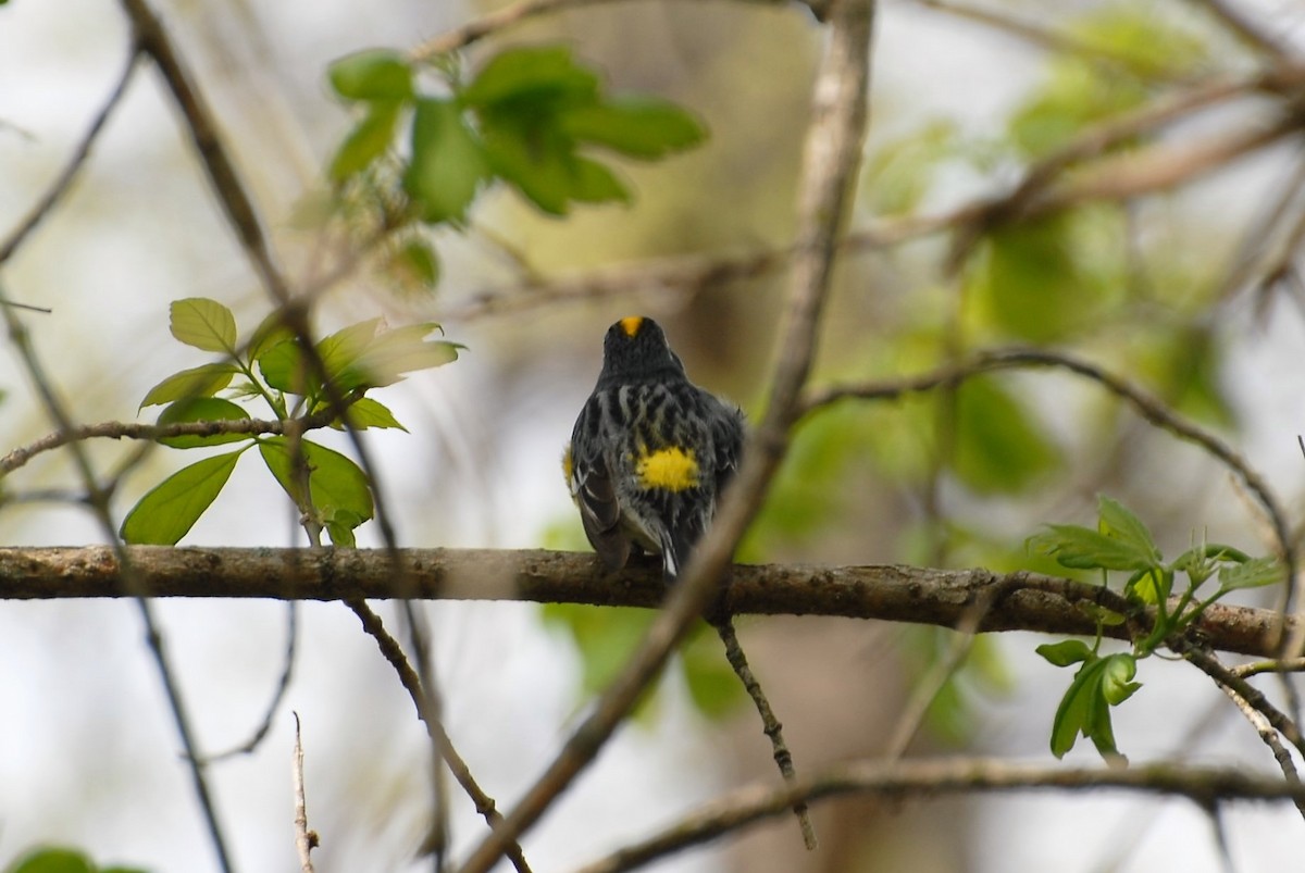 Yellow-rumped Warbler (Myrtle) - ML98415871