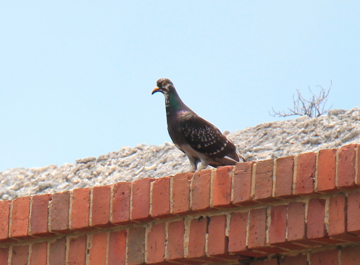 Rock Pigeon (Feral Pigeon) - ML98417491