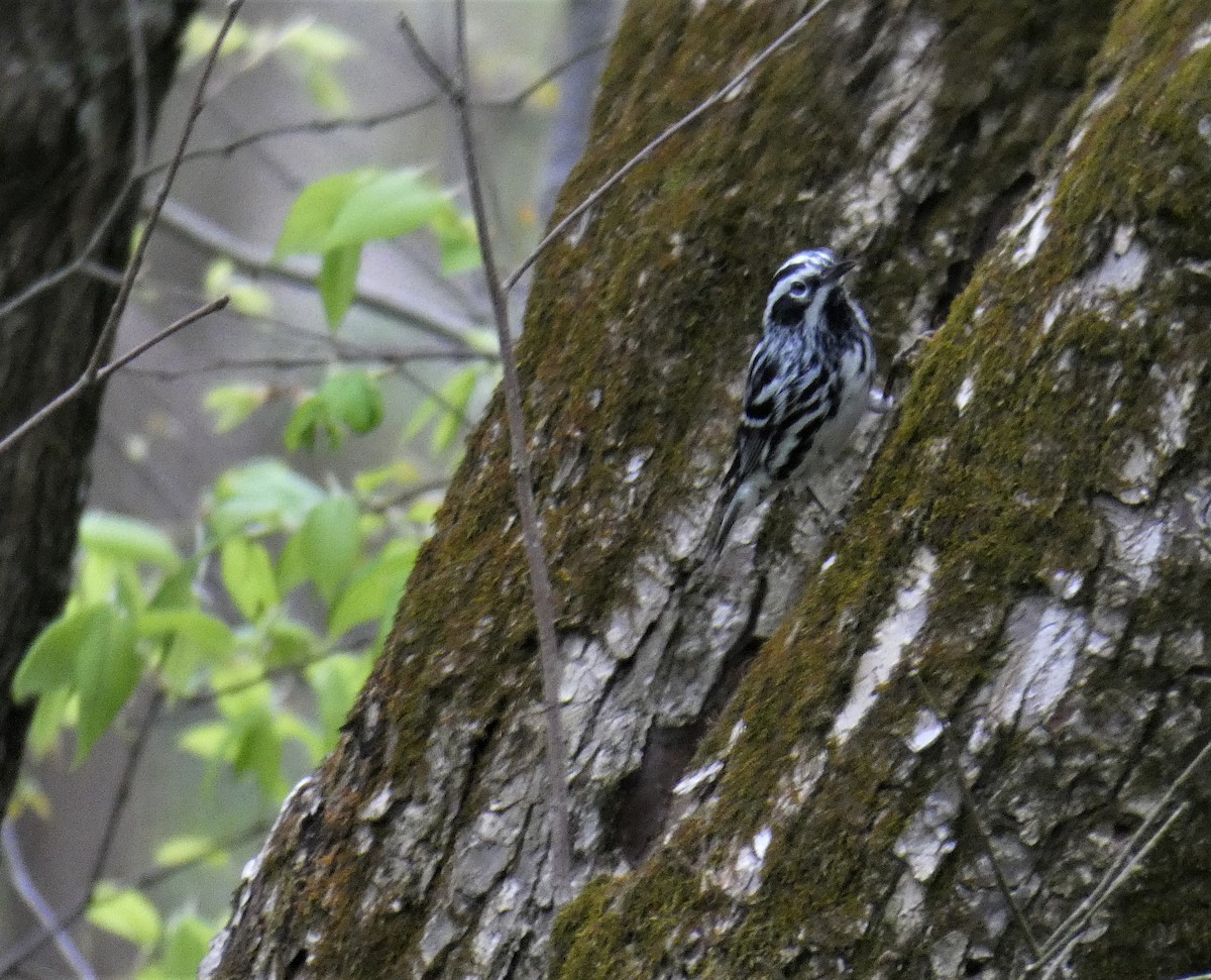Black-and-white Warbler - ML98417791