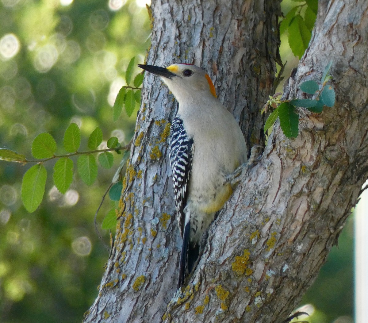 Golden-fronted Woodpecker - Cynthia Madsen