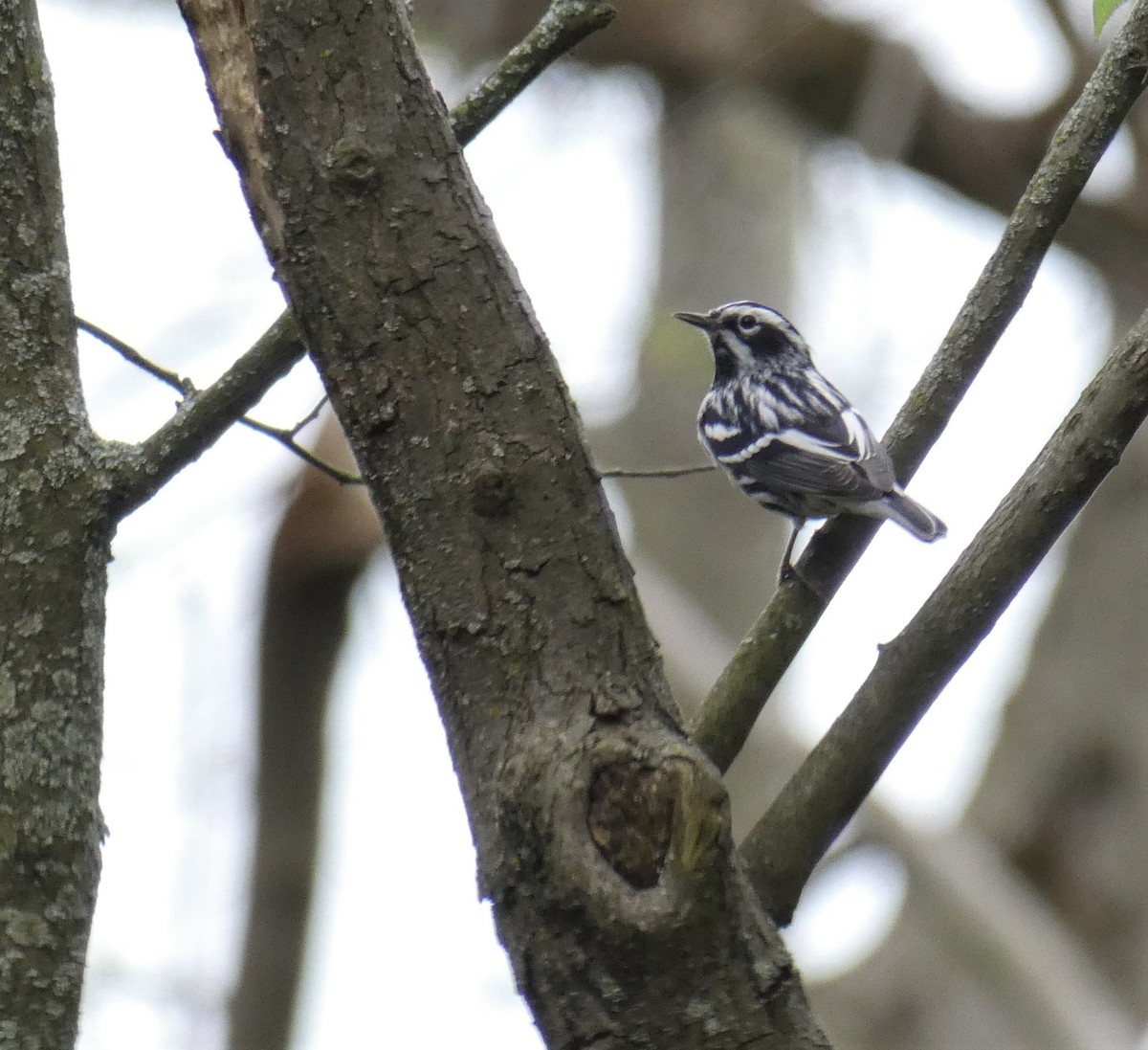 Black-and-white Warbler - ML98417921