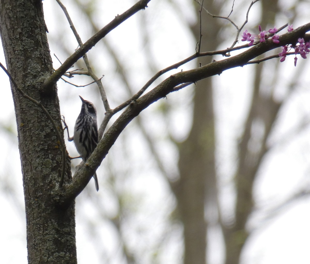 Black-and-white Warbler - Larry Theller