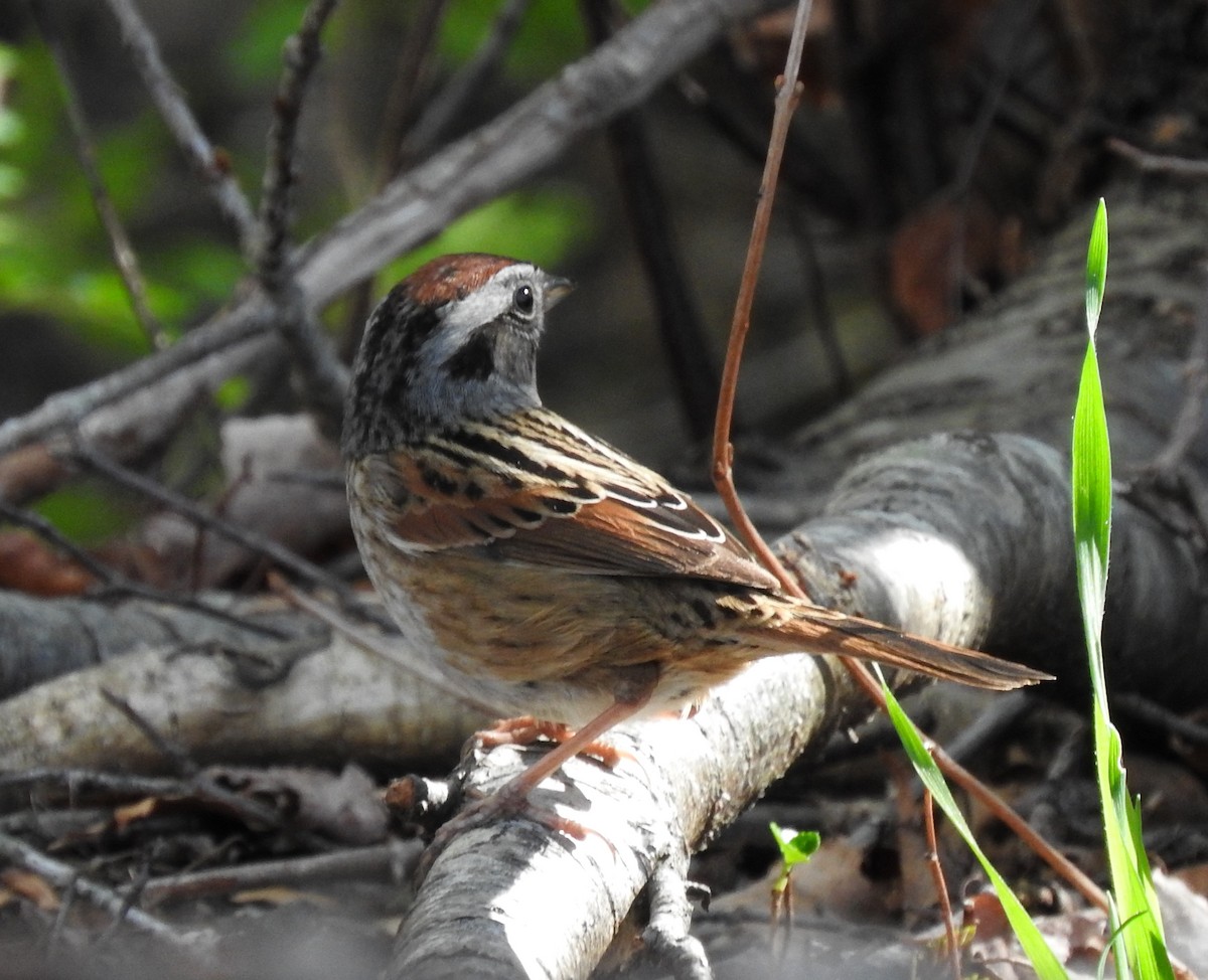 Swamp Sparrow - Cristina Hartshorn